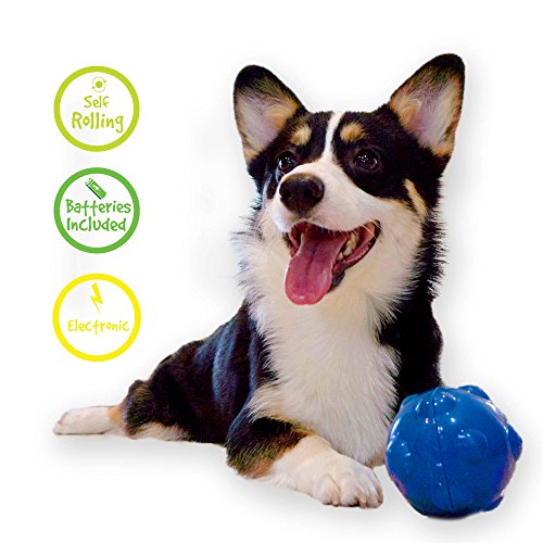 Zany Bunch Zany Ball - Wiggling, Jiggling, Electronic Dog Toy