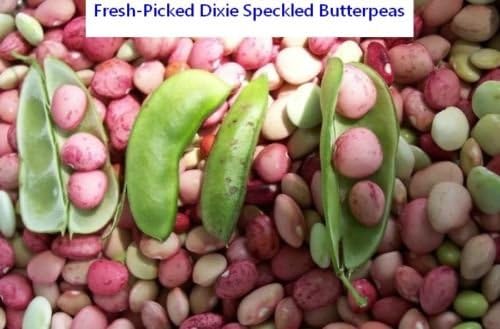 Dixie Speckled Butter Pea Seed - Bush Lima Bean Butterpea Seeds (0.5 Ounce (~45)