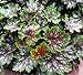 Marvelous Marbles Coral Bells 50 Seeds - Heuchera