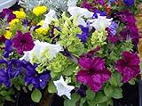 250 MIXED COLORS PETUNIA Flower Seeds