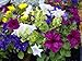 250 MIXED COLORS PETUNIA Flower Seeds