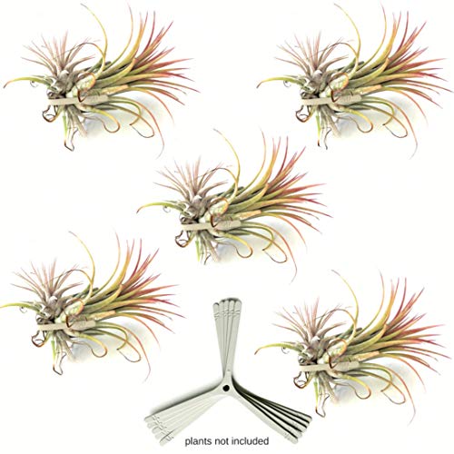 Air Plant Holder for Vertical Garden 5 Pack Wall Planter for House Plants, Hanging Plant and Tillandsia Air Plants Living Wall Terrarium. Great Wall Decorations for Living Room | No plants included G5