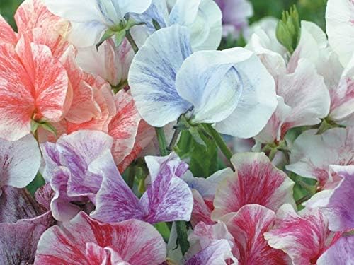 PREMIER SEEDS DIRECT - Sweet Pea - Heaven Scent Mix - 45 Finest Seeds, 45 SEEDS