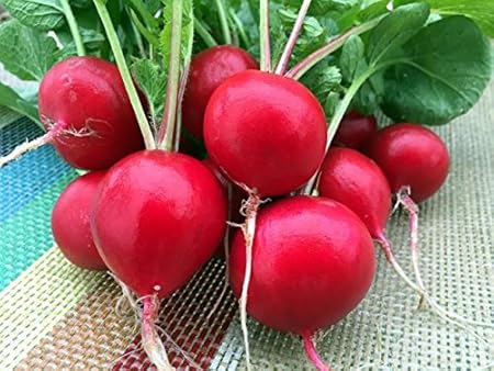 Creative Farmer Vegetable Seeds Radish - Red Seeds - Radish Seeds Salad Vegetable Roof Top Gardening Home Garden Seeds