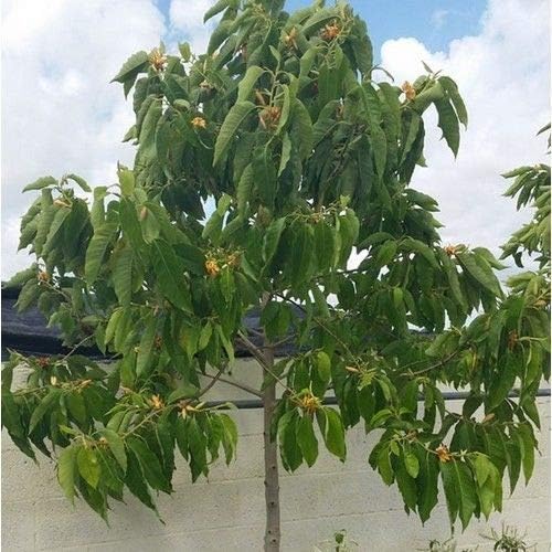 Magnolia Champaca Joy Perfume Tree Seeds #US01 (80)