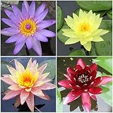 Water Lily Bundle - 4 Pre-Grown Hardy Lilies Rhizomes in Purple, Red, Yellow, Orange from AquaLeaf Aquatics