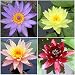 Water Lily Bundle - 4 Pre-Grown Hardy Lilies Rhizomes in Purple, Red, Yellow, Orange from AquaLeaf Aquatics primary