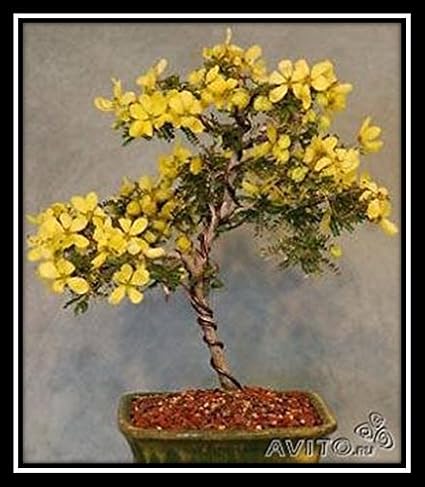 Creative Farmer Bonsai Suitable Seeds - Cassia Fistula Bonsai Suitable Tree Seeds For Beginners-: Amazon.in: Garden & Outdoors Creative Farmer Bonsai Suitable Seeds - Cassia Fistula Bonsai Suitable Tree Seeds For Beginners-: Amazon.in: Garden & Outdoors