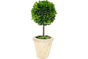 BOXWOOD VALLEY Natural Preserved Boxwood Topiary in Pot 13 inch Stunning Greenery and Plant Decor Great for Home Office bar Shop decoartion Christmas Boxwood Topiary Decor (13 inch Tall/5 inch Wide)