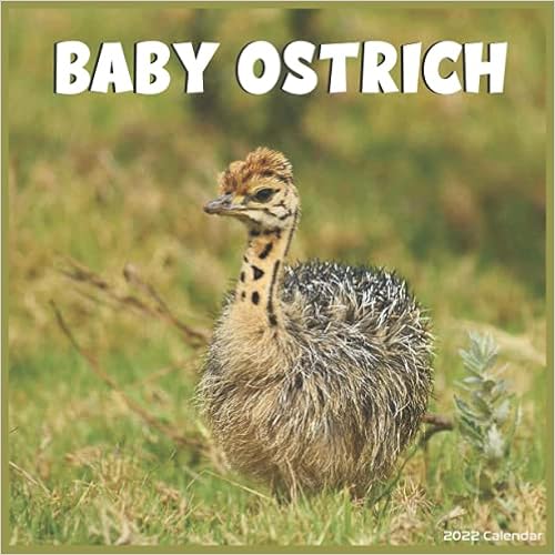 Emu Calendar 2023 Baby Ostrich Calendar 2022: Official Common Ostrich Birds 2022 Calendar 16  Months: 2022-2023, Pro Calendar: 9798749427400: Books - Amazon.ca