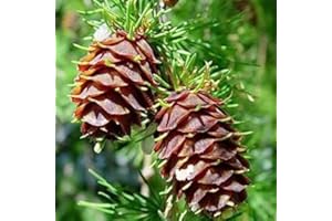 30 Seeds - Western Larch Tamarack Tree Seeds (Larix Occidentalis):Seeds : Seeds in The Packet