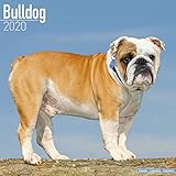 Bulldog Calendar - Dog Breed Calendars - 2019 - 2020 Wall Calendars - 16 Month by Avonside (Multilin by 