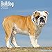 Bulldog Calendar - Dog Breed Calendars - 2019 - 2020 Wall Calendars - 16 Month by Avonside (Multilin by 