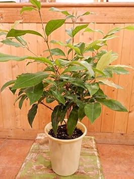 Amazon レモンマートルの木 ４号鉢植え シトラール効果 ハーブで香りをお楽しみ下さい 料理やハーブティーにも 観葉植物 オンライン通販