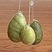 ELEGIANT Set of 3 Natural White Jade Egg for Kegel Exercise Pelvic Floor Muscles Vaginal Exercise Yoni Egg Ben Wa Ball Health Care for women gift