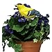 Mark Feldstein Plant Pal, Singing Bird Indoor/outdoor - Blue Jay- Lets you know when the soil is dry