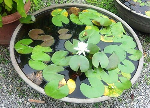 Amazon Co Jp 睡蓮鉢 直径60ｃｍ 高さ25ｃｍ ホーム キッチン