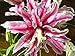 Magic Star Double Oriental - Lily 2 Bulbs 16/18 cm - Bi Colored