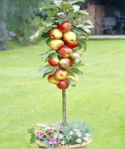 Best Garden Seeds Heirloom 5 packs, 10 seeds / pack Red Apple Tree BONSAI serious VERY FRAGRANT, SWEET, CRISP