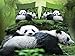 HIG 3D Bed Sheet Set -4 Piece 3D Panda Mom and Kids in Forest Printed Sheet Set Queen Size (Y29) - Soft, Breathable -Includes 1 Flat Sheet,1 Fitted Sheet,2 Shams