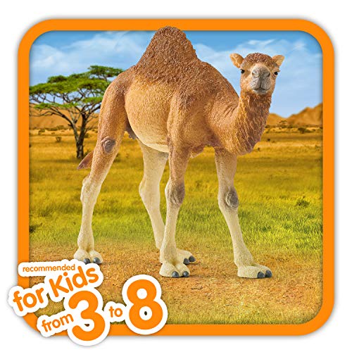 schleich WILD LIFE | Dromedar 14832 | detailgetreue Tierfiguren | Zoo Spielzeug | ideales Geschenk für Jungen und Mädchen | Deko für Geburtstag | Spielfigur ab 3 Jahren | 14 x 4 x 10 cm – Bild 3