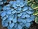 (PHOS)~"BIG BLUE" HOSTA~Seeds!!!!~~~~~~~~A Stunner in the Shade!
