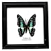 INSECTFARM Framed Real Beautiful Common Jay Butterfly Specimen Collection Display Insect Taxidermy