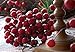 OLYPHAN Red Berry Picks Pip Berry Stems Winter Floral Sprays DIY Crafts, Wreath, Garland, Christmas Berries Ornaments Decoration-Decorative Home Holiday Decor, Table Centerpiece