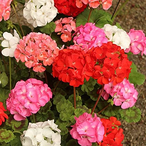 JPD Plants Geranium Parade Bedding Plants (24 Jumbo)