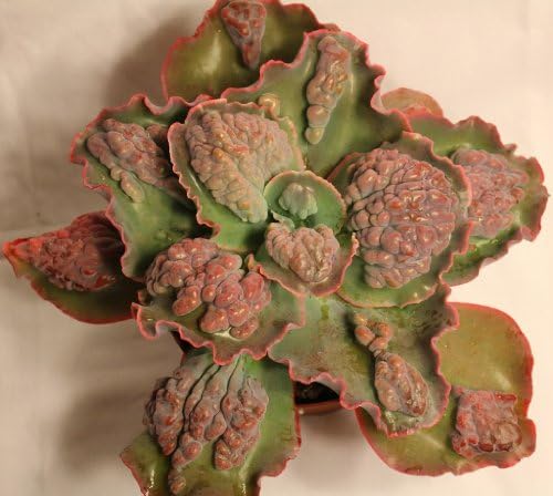 Jiimz Large Echeveria Bumps Etna hybrid succulent plant
