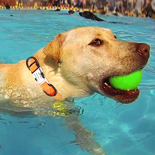 hipidog Personalized Dog Collar Waterproof with Laser Engraved Nameplate and ID Buckle, No Stink Collar, Odor and Rot Resistant Washable Dog Collar | Adjust from S/M/L Sizes (Orange-Buckle, M)
