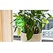 Alotm 10Pcs Plant Watering Bulbs, Automatic Self-Watering Globes Plastic Balls Garden Water Device Watering Bulbs for Plant (Small, Clear)thumb 2