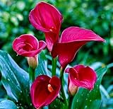 Majestic Red Calla Lily Bulb 14/+ cm - Long Lasting Blooms