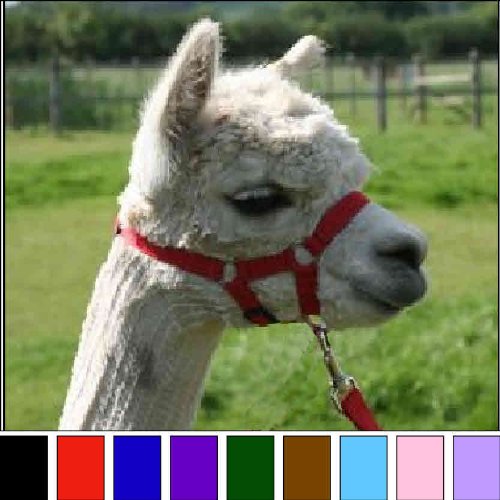 Alpaca headcollar Clearance