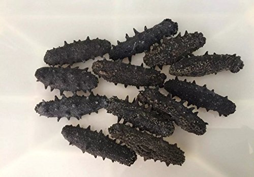 Dried seafood sea cucumber 750 gram from South China Sea Nanhai