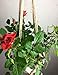 Macrame Plant Hanger Holder -4 Pack Handmade Indoor Outdoor Hanging Planter Basket Rope Holder with Ceiling Hook by Buyplus (Jute)