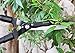 Utopia Home Hedge Shears - 23 Inches in Length - Carbon Steel Blades