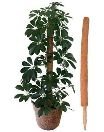 Amazon.es: Soportes para plantas: Jardín