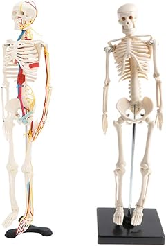 scheletro giocattolo