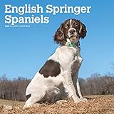 English Springer Spaniels International Edition 2020 12 x 12 Inch Monthly Square Wall Calendar, Anim by 