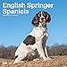 English Springer Spaniels International Edition 2020 12 x 12 Inch Monthly Square Wall Calendar, Anim by 