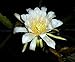 American Beauty Dragon Fruit - Hylocereus - Pitaya/Strawberry Pear - 4