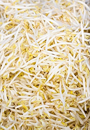 Mung Bean Sprouts - seeds