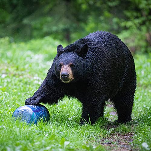 BearVault Bear Canister for Backpacking. 4 Sizes BV500, BV475, BV450