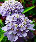 Candytuft Flower Seeds (Lavender Cardinal) 180 Seeds Upc 647923989649 + 1 free plant marker