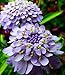 Candytuft Flower Seeds (Lavender Cardinal) 180 Seeds Upc 647923989649 + 1 free plant marker