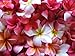 10 Frangipani MIXED PLUMERIA Rubra Lei Flower Seeds *Comb S/H