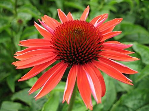 50 Ruby Red Coneflower Seeds - JDR Seeds