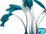 1 Dozen - TURQUOISE Stripped Coque Tail Feathers