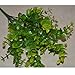 Helen Zora Artificial Flower Green Tree Branch Eucalyptus Leaves for Home Office Party Decor Wedding Scene Setting